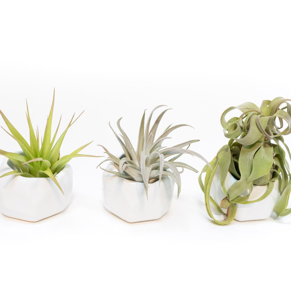Trio of White Geometric Ceramic Containers with Custom Tillandsia Air Plants