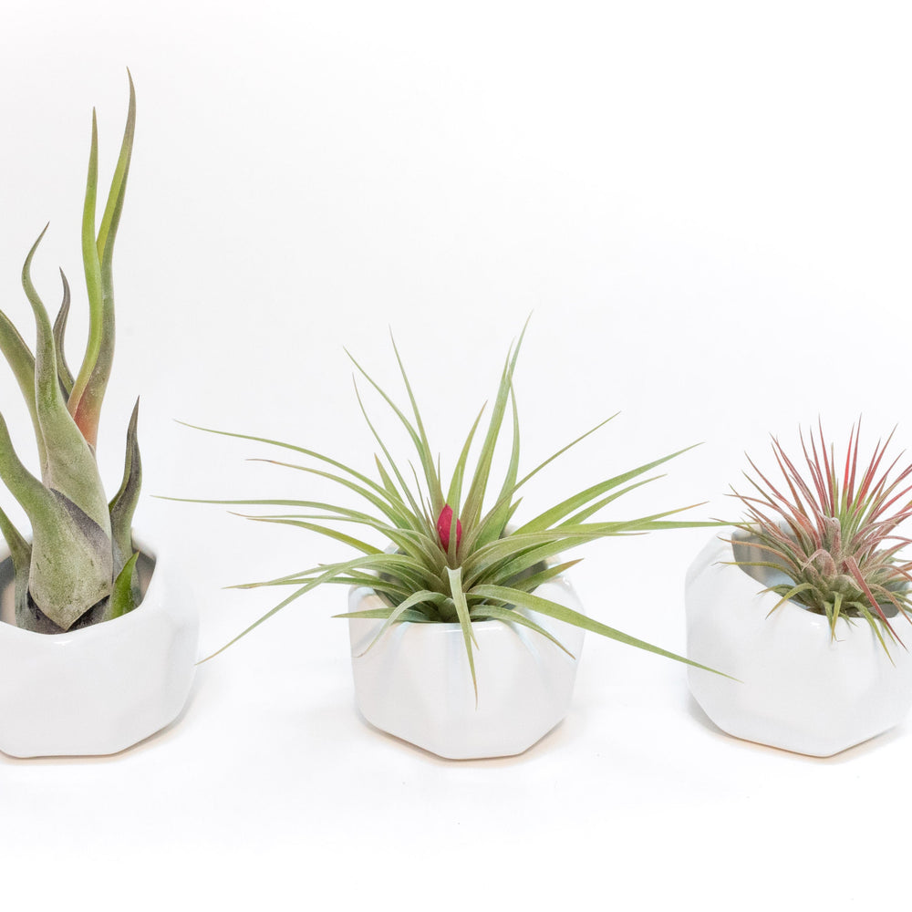 Trio of White Geometric Ceramic Containers with Custom Tillandsia Air Plants
