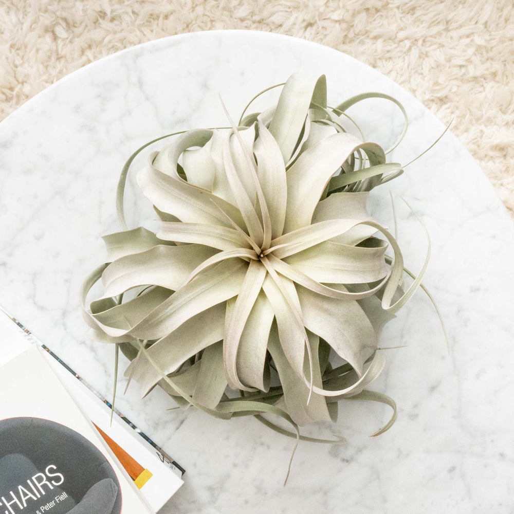 
                      
                        Jumbo Tillandsia Xerographica, 8+ Inches Wide
                      
                    