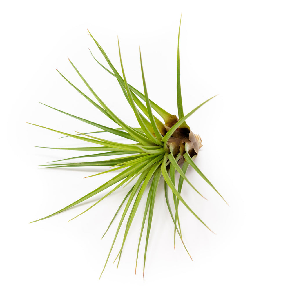 
                      
                        Tillandsia Melanocrater Tricolor Air Plants
                      
                    