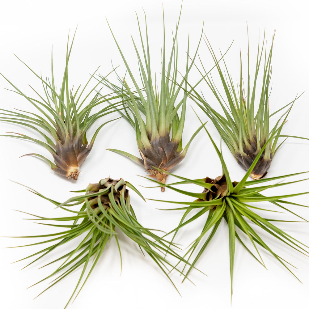 Tillandsia Melanocrater Tricolor Air Plants