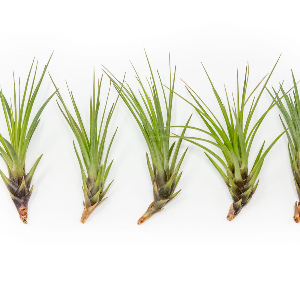 Tillandsia Melanocrater Tricolor Air Plants