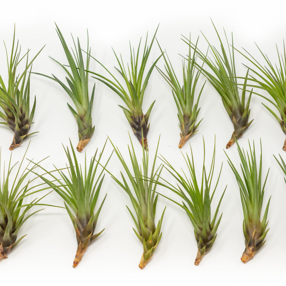 
                      
                        Tillandsia Melanocrater Tricolor Air Plants
                      
                    