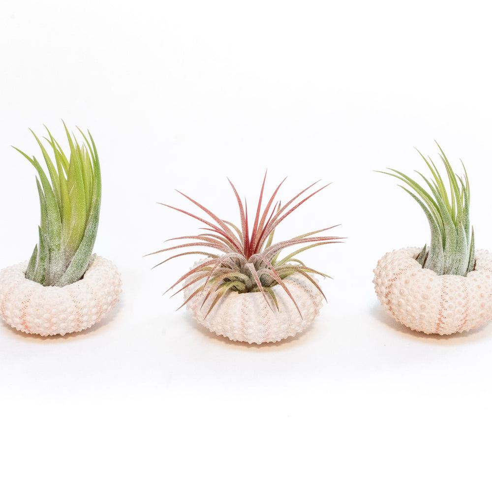Pink Urchins with Tillandsia Air Plants, Set of 3