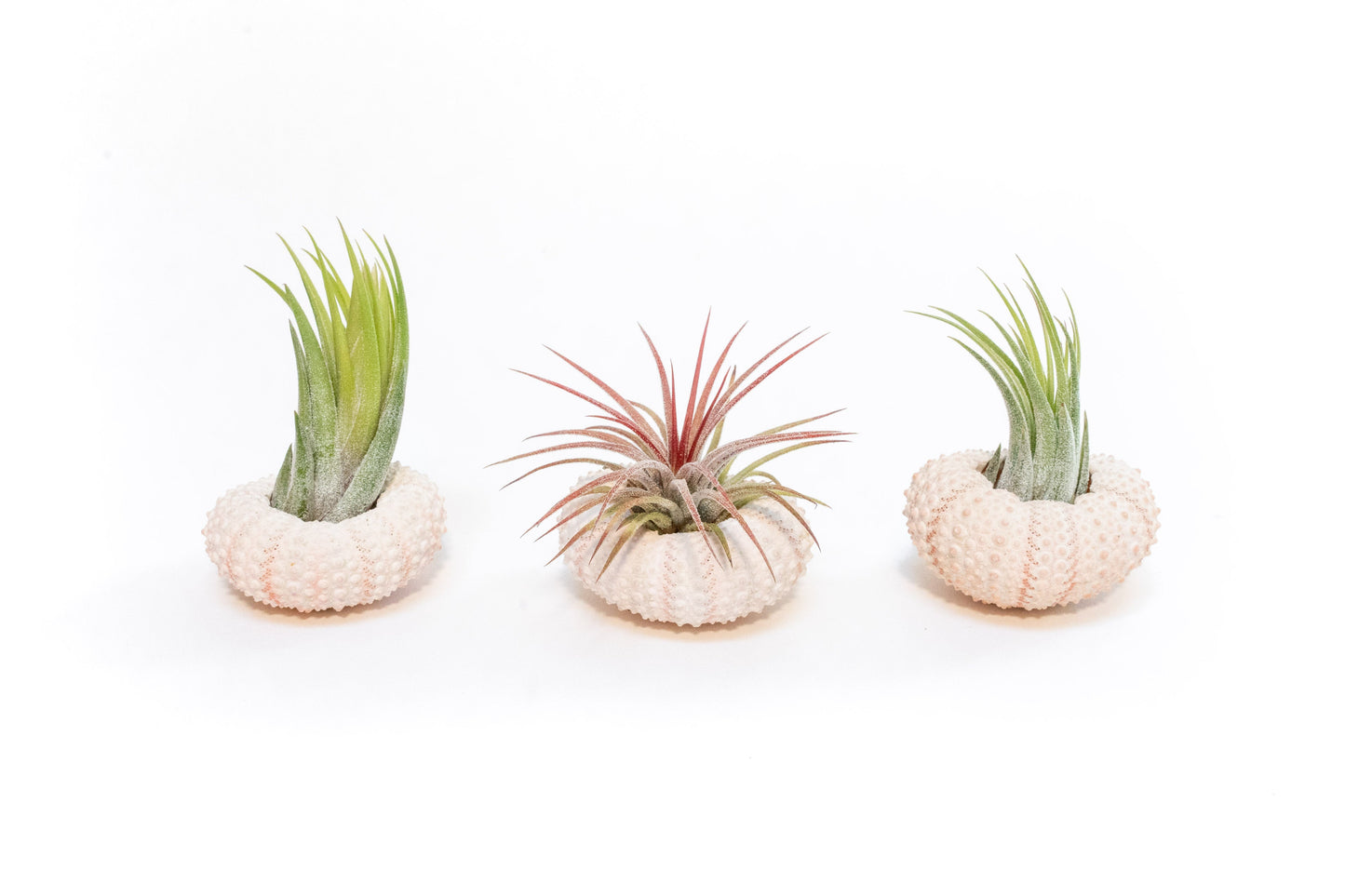 Pink Urchins with Tillandsia Air Plants, Set of 3