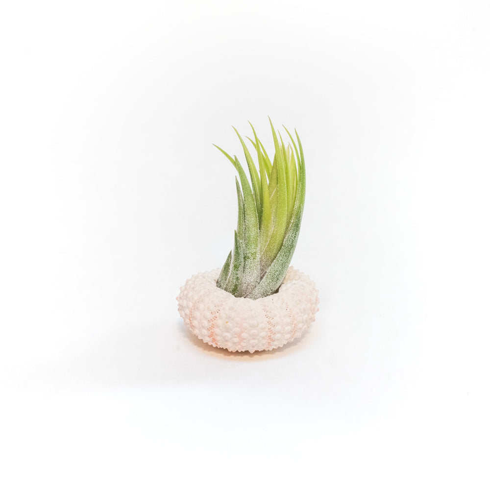 Pink Urchins with Tillandsia Air Plants, Set of 3