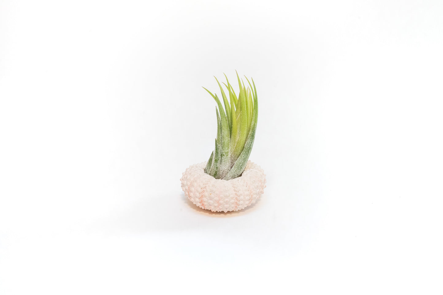 Pink Urchins with Tillandsia Air Plants, Set of 3