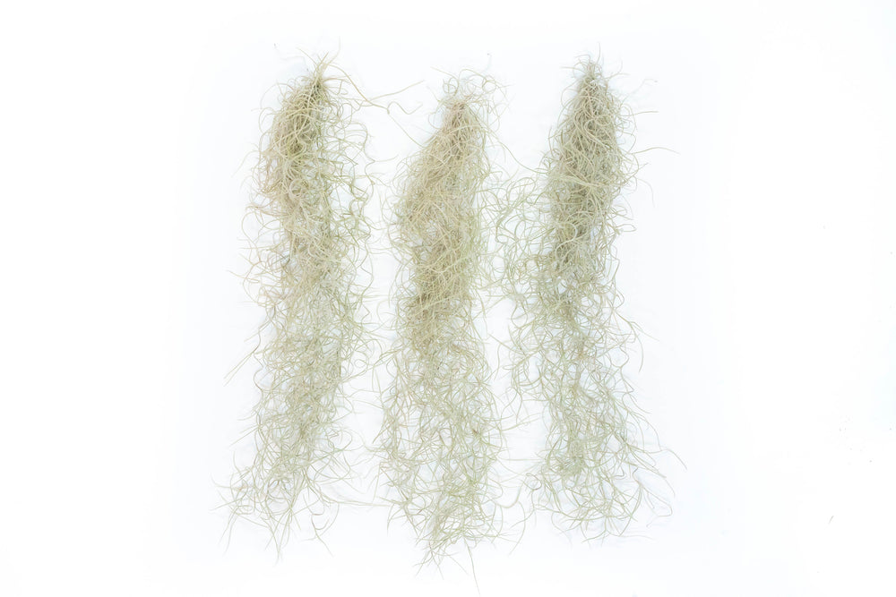 Tillandsia Guatemala Gray Spanish Moss, 1 Ft Clump Strands