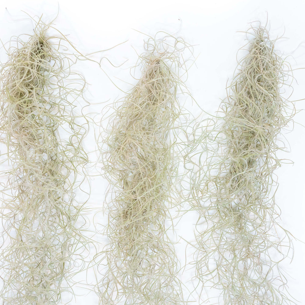 
                      
                        Tillandsia Guatemala Gray Spanish Moss, 1 Ft Clump Strands
                      
                    