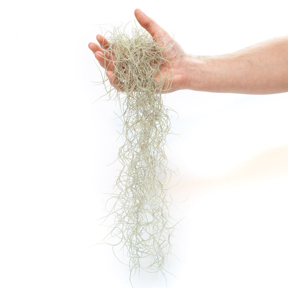 
                      
                        Tillandsia Guatemala Gray Spanish Moss, 1 Ft Clump Strands
                      
                    