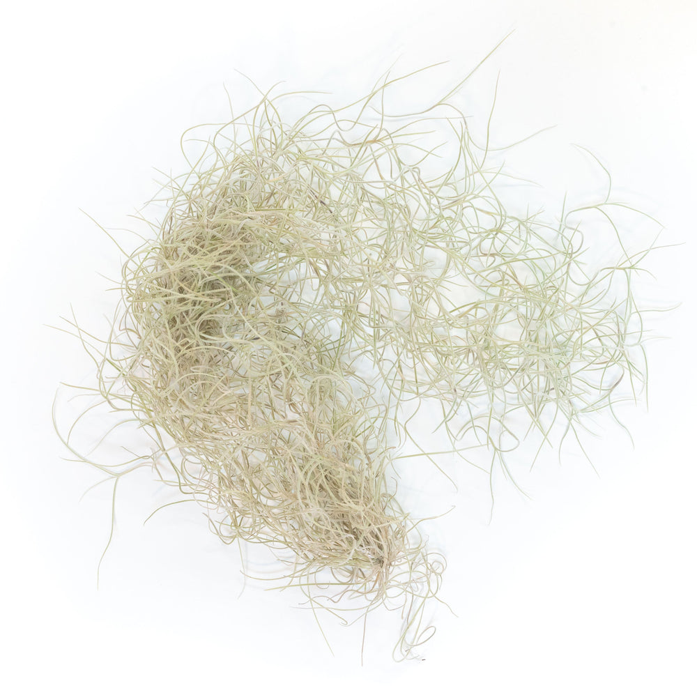 
                      
                        Tillandsia Guatemala Gray Spanish Moss, 1 Ft Clump Strands
                      
                    