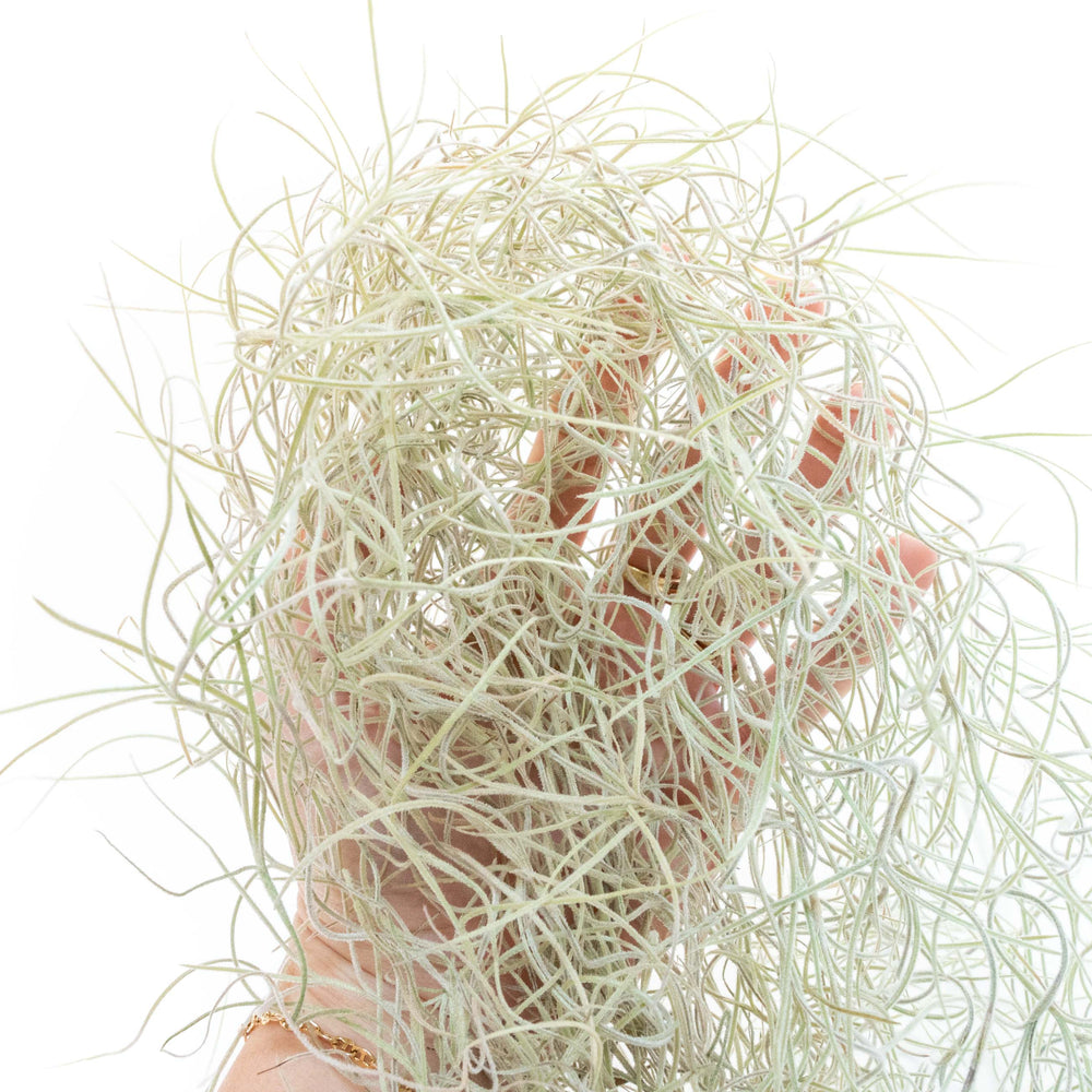 
                      
                        Tillandsia Guatemala Gray Spanish Moss, 1 Ft Clump Strands
                      
                    
