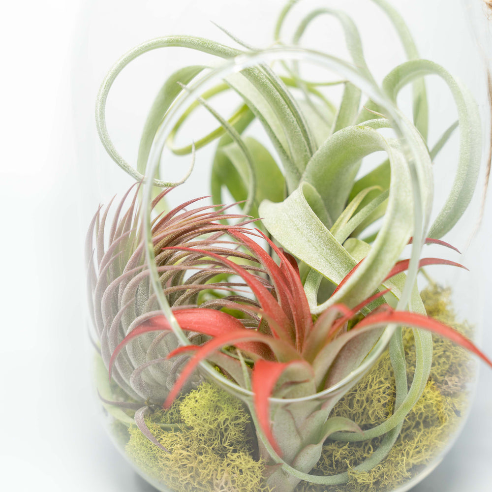 Capsule Terrarium with Moss and Tillandsia Air Plants