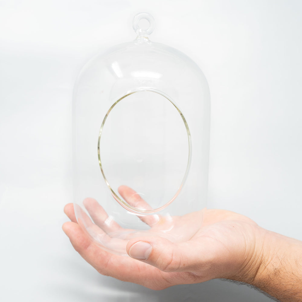 
                      
                        Capsule Terrarium with Moss and Tillandsia Air Plants
                      
                    