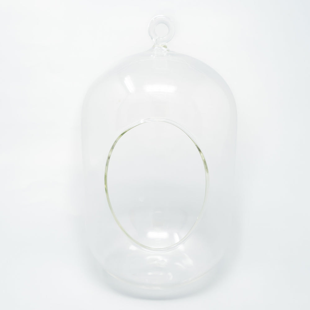 
                      
                        Capsule Terrarium with Moss and Tillandsia Air Plants
                      
                    