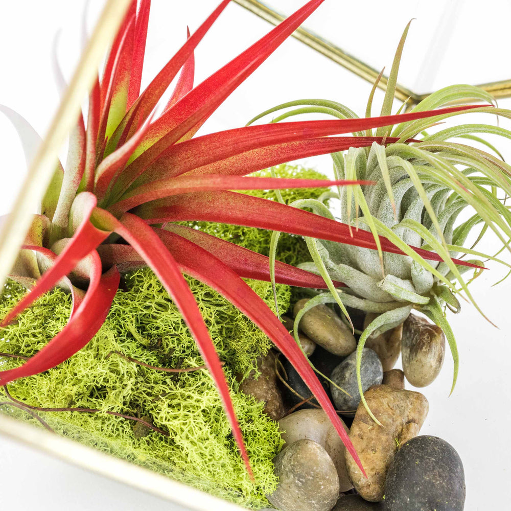 
                      
                        Heptahedron Geometric Glass Terrarium with Tillandsia Red Abdita and Ionantha Air Plants
                      
                    