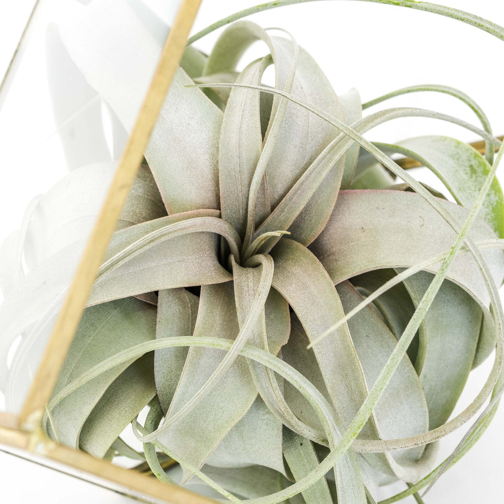 
                      
                        Heptahedron Geometric Glass Terrarium with Tillandsia Xerographica Air Plant
                      
                    