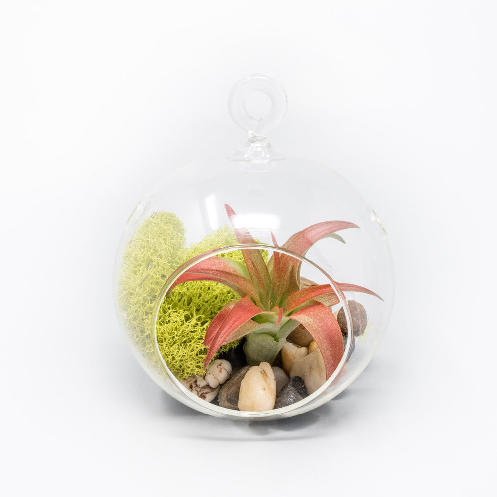 
                      
                        Hanging Glass Terrariums with Flat Bottoms, Set of 2
                      
                    
