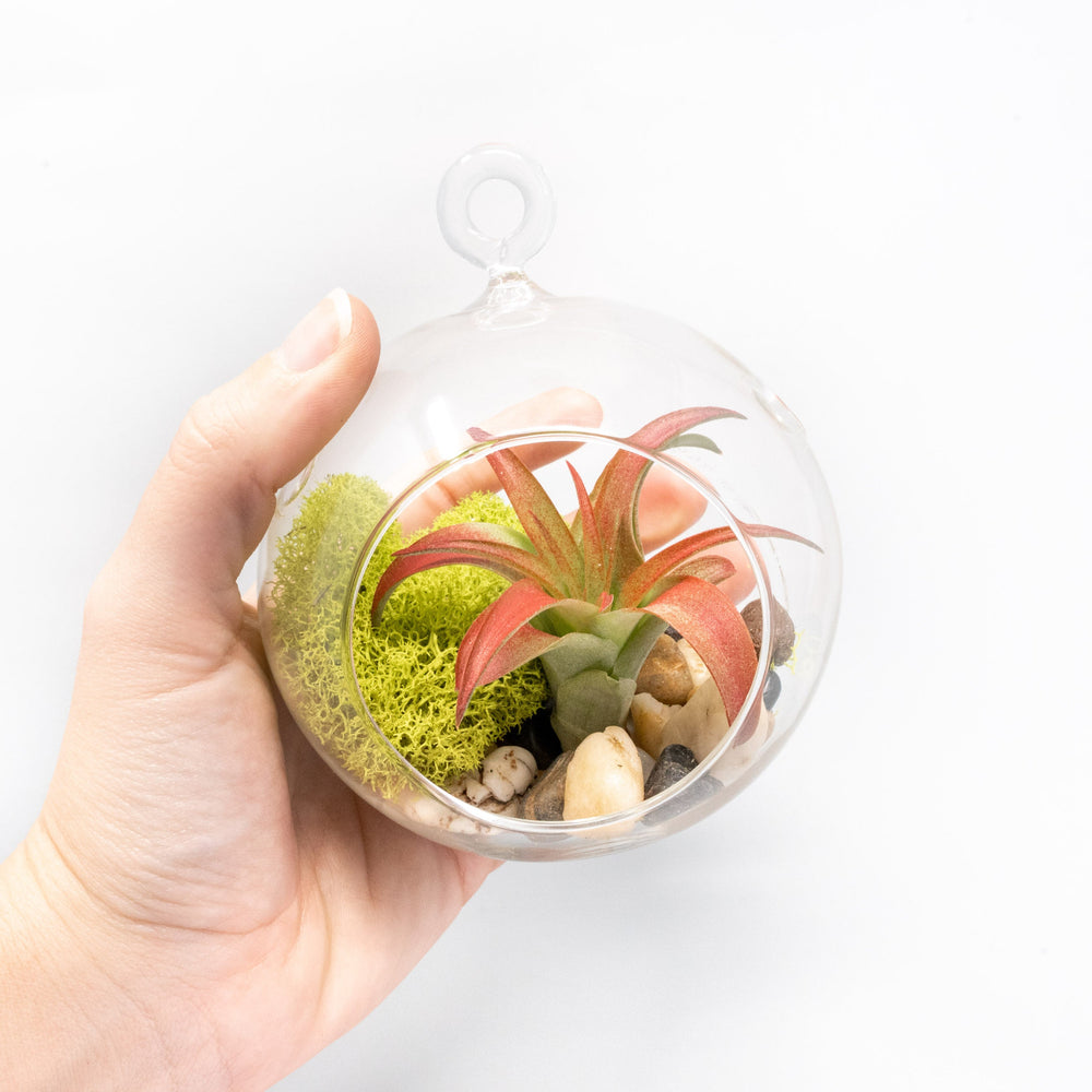 
                      
                        Hanging Glass Terrariums with Flat Bottoms, Set of 2
                      
                    