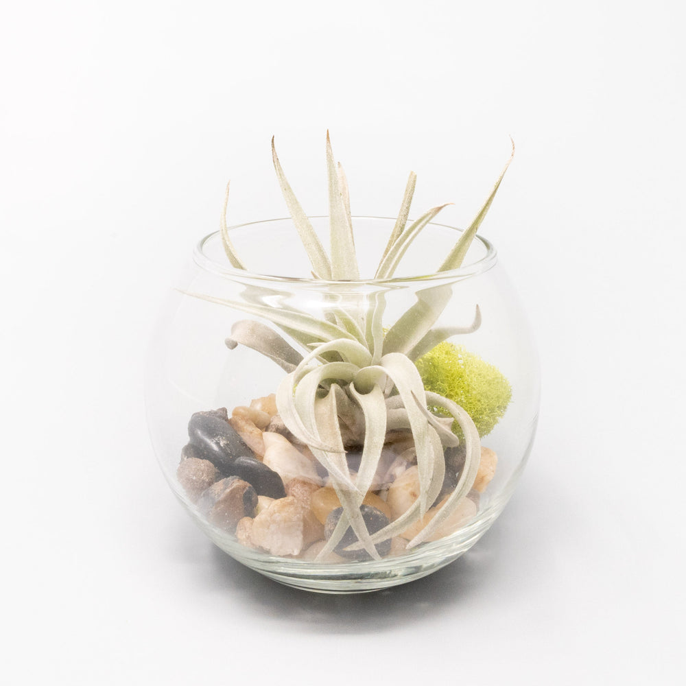 
                      
                        Bubble Trio Terrariums with Tillandsia Juncea, Butzii, and Harrisii Air Plants
                      
                    