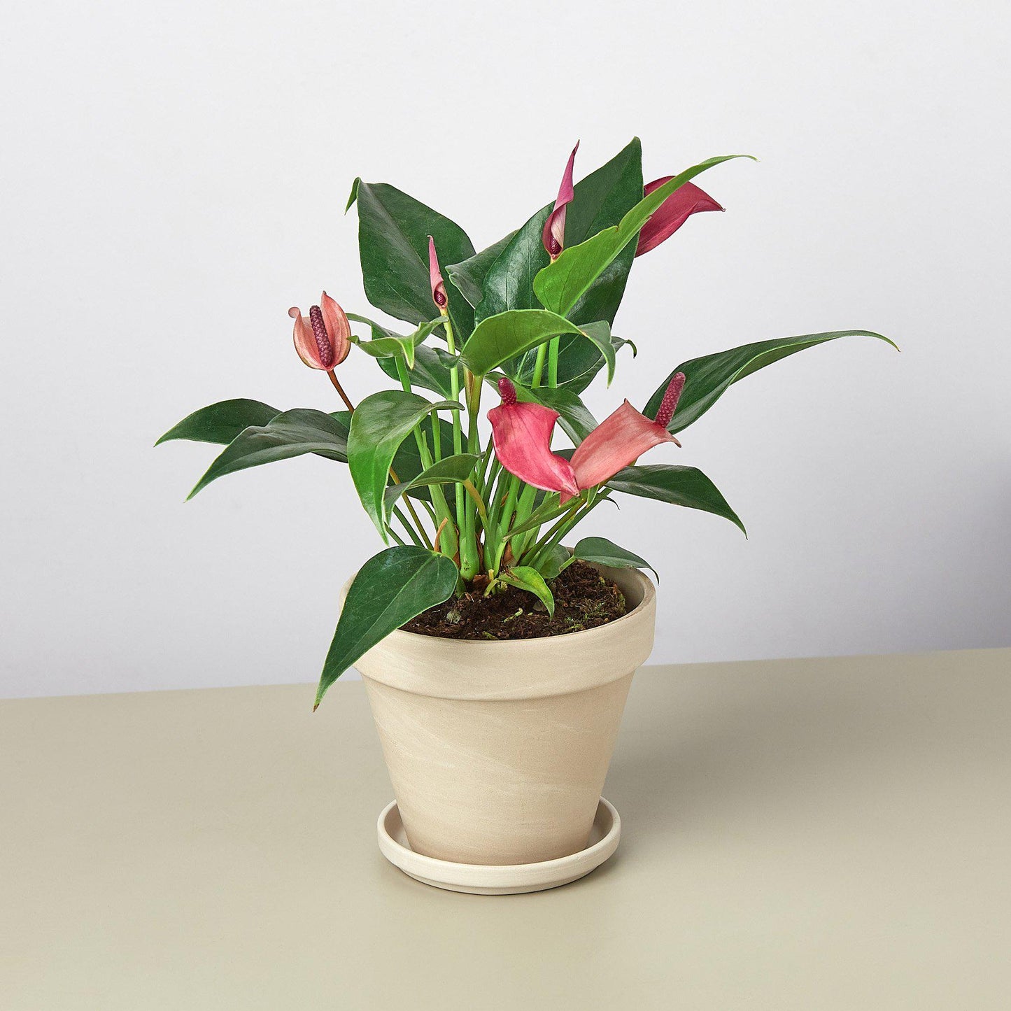 anthurium lily Anthurium 'Purple' 4" Pot