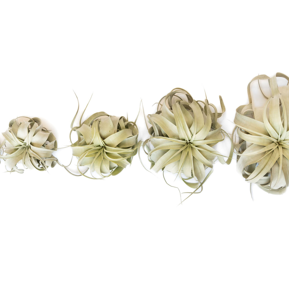 Tillandsia Xerographica Air Plants