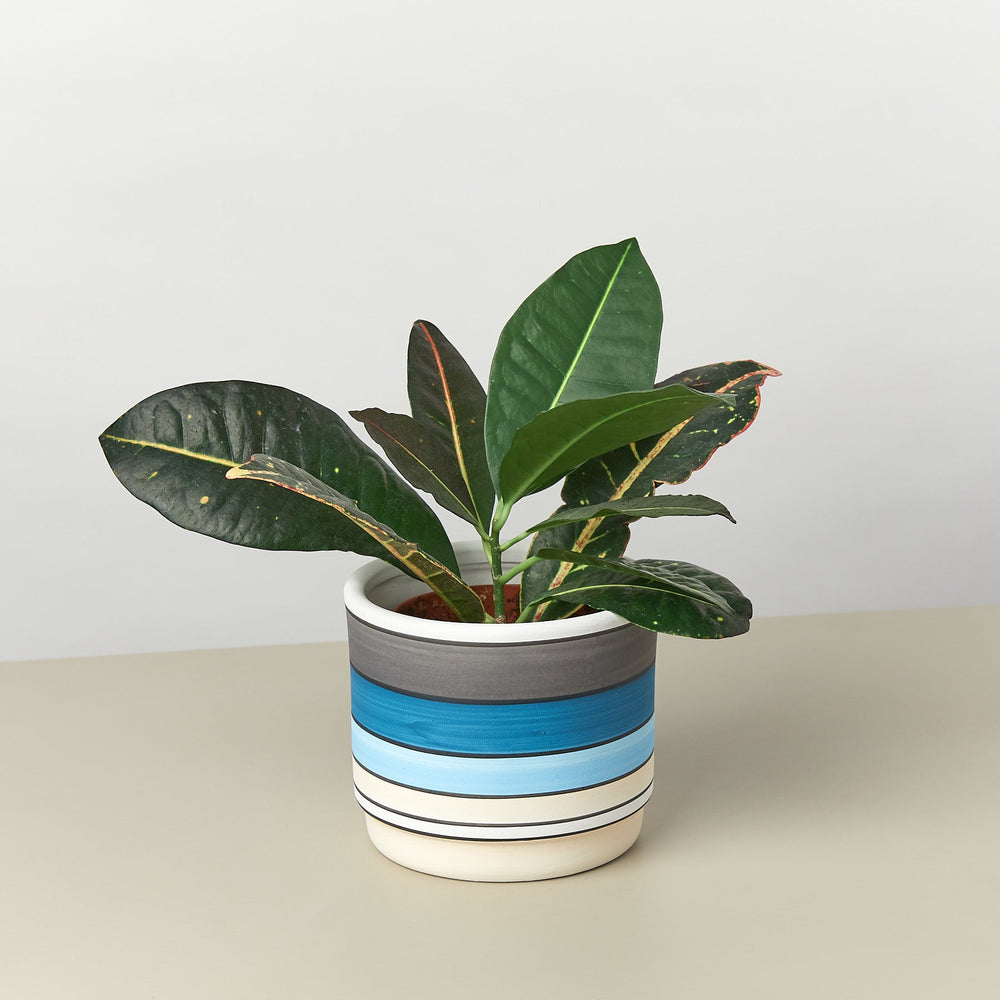 Polychrome Cylinder Pot, 5.5 Inch