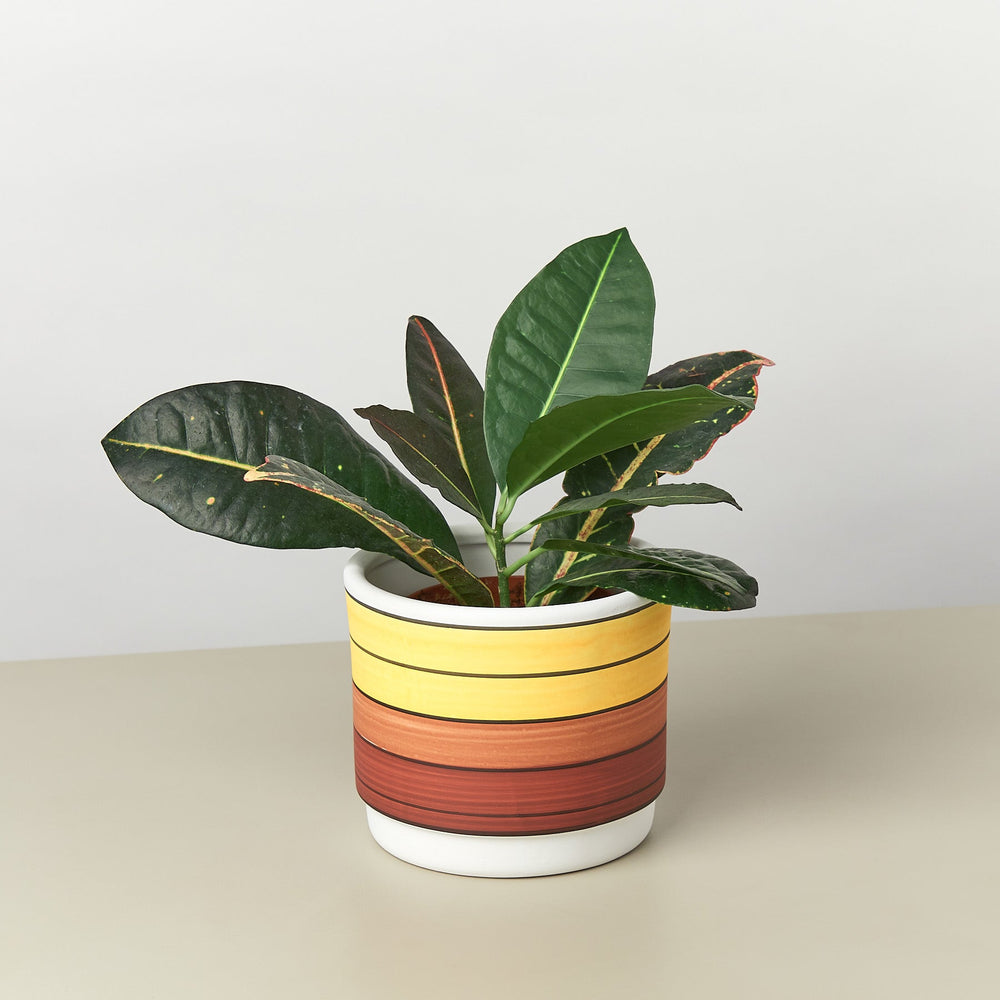 
                      
                        Polychrome Cylinder Pot, 5.5 Inch
                      
                    
