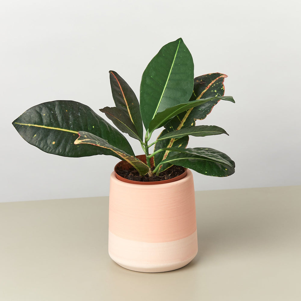 Gradient Cylinder Pot, 5 Inch