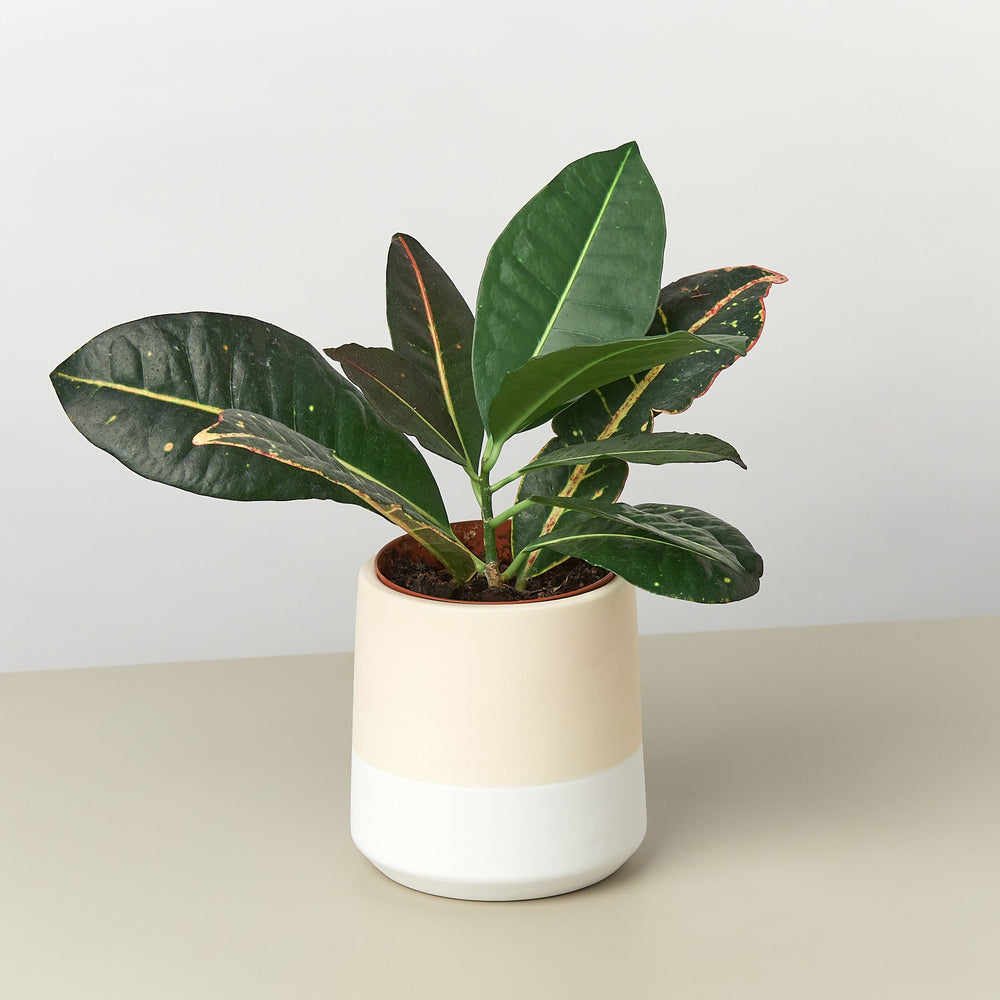 
                      
                        Gradient Cylinder Pot, 5 Inch
                      
                    