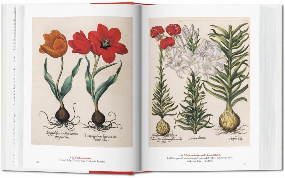 
                      
                        TASCHEN A Garden Eden. Masterpieces of Botanical Illustration. 40th Ed. (German, French, English) - lily & onyx
                      
                    