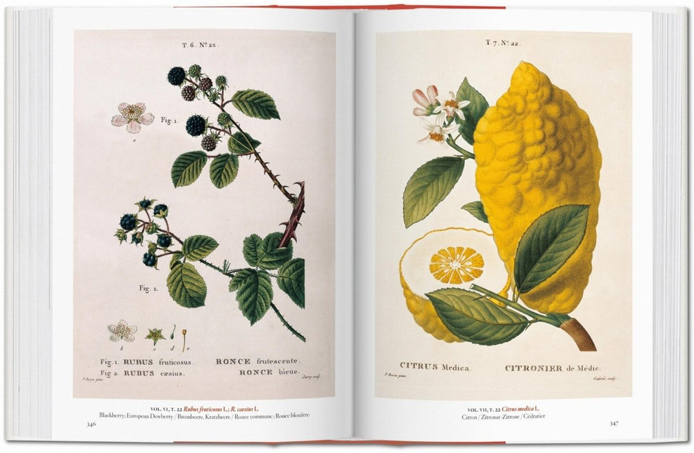 
                      
                        TASCHEN A Garden Eden. Masterpieces of Botanical Illustration. 40th Ed. (German, French, English) - lily & onyx
                      
                    
