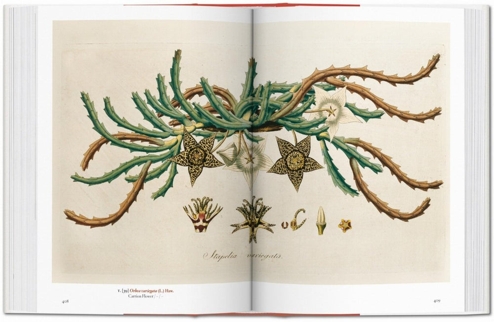 
                      
                        TASCHEN A Garden Eden. Masterpieces of Botanical Illustration. 40th Ed. (German, French, English) - lily & onyx
                      
                    