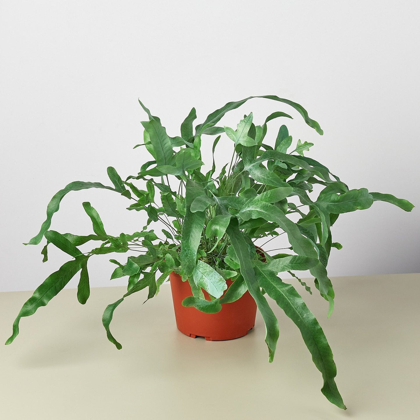 indoor blue star fern Fern 'Blue Star' 4" Pot / Nursery Pot