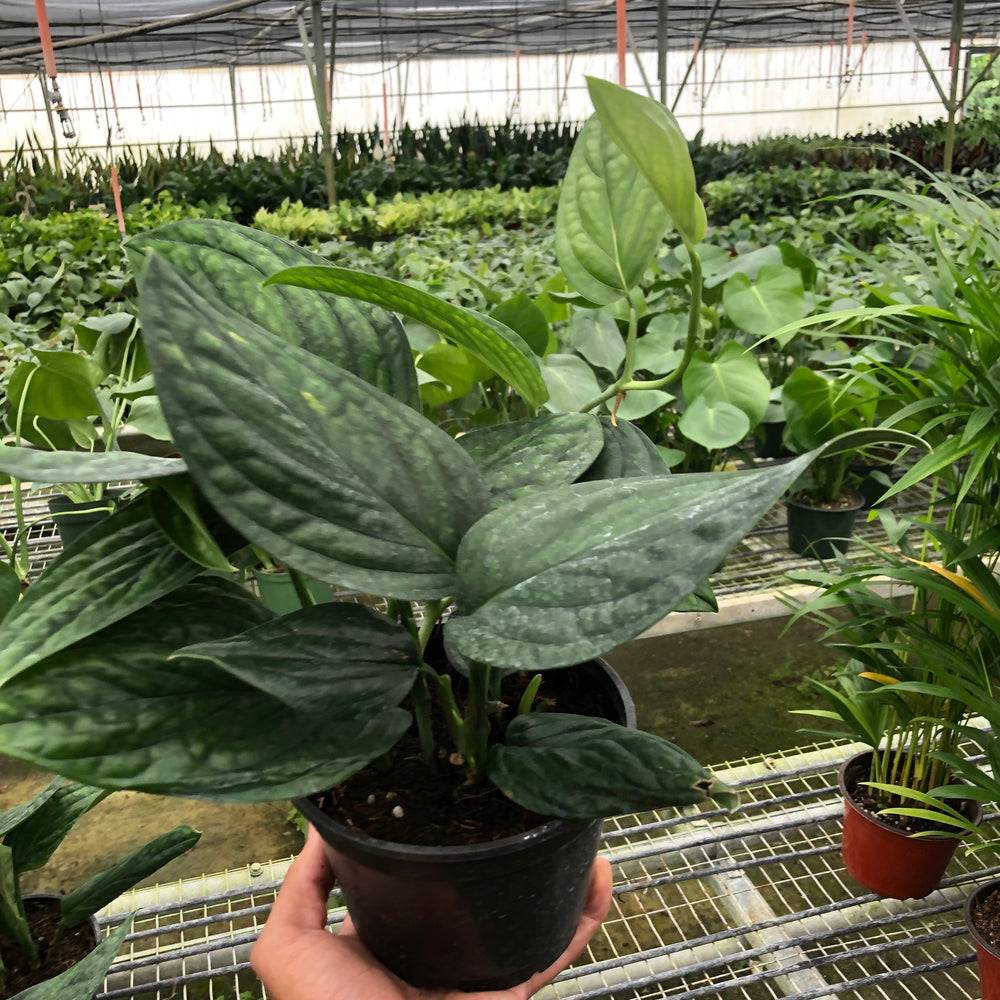 
                      
                        Monstera 'Peru'
                      
                    