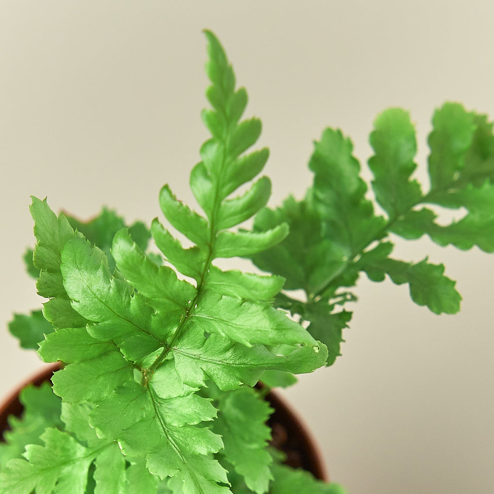 
                      
                        Autumn Fern
                      
                    