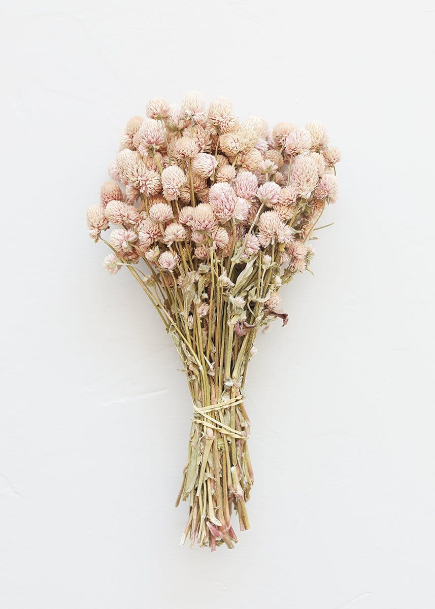 Afloral Air - Dried Pink Globe Amaranth - Natural Dried Flowers 14 - 18"