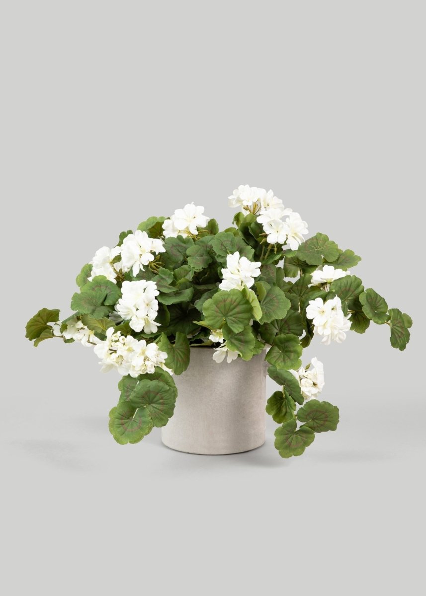 hanging geranium plants for sale 27" UV Hanging Geranium Plant