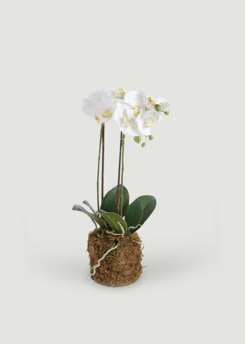Afloral White Artificial Phalaenopsis Orchid Drop - In Plant - 23"