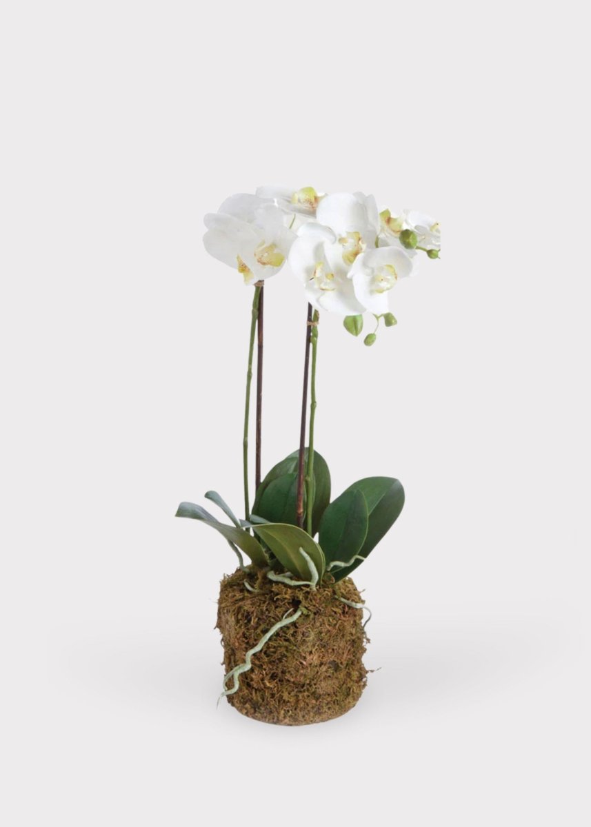 Afloral White Faux Phalaenopsis Orchid Drop-In Plant 23" | Artificial Spring Blooms