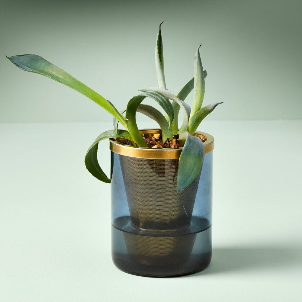 
                      
                        Modern Sprout Agave Grow Kit - lily & onyx
                      
                    