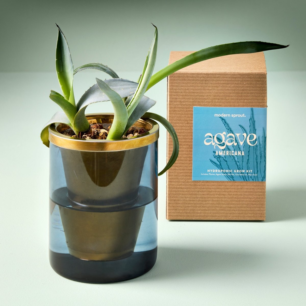 Modern Sprout Agave Grow Kit - lily & onyx