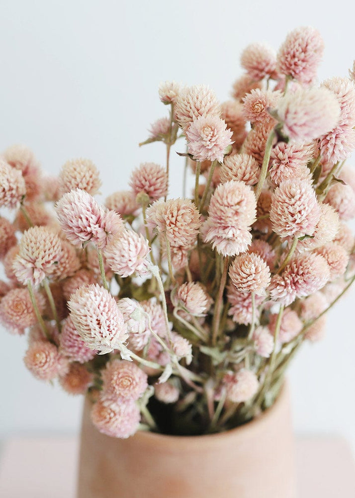 
                      
                        Afloral Air - Dried Globe Amaranth in Pink, 14 - 18" - lily & onyx
                      
                    