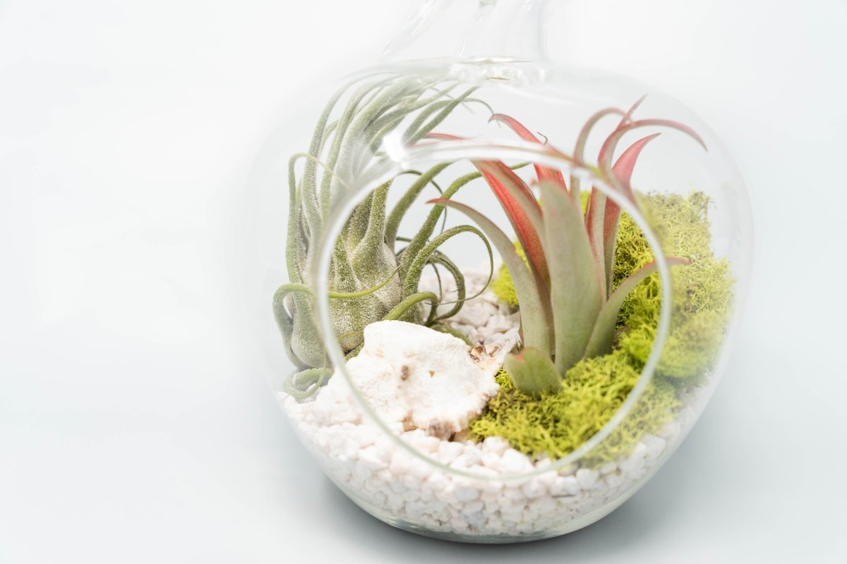 Air Plant Supply Co. Apple Glass Terrarium Kit with Air Plants & White Pebbles
