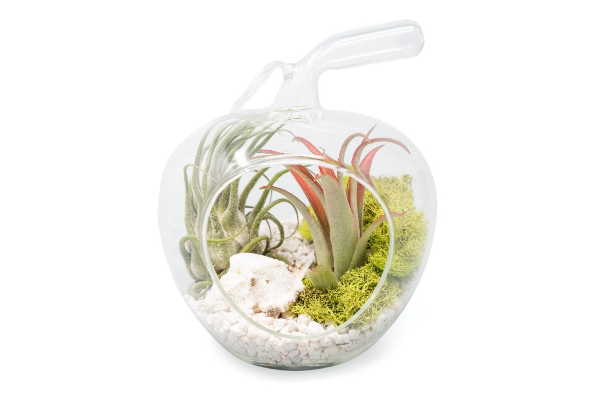 Air Plant Supply Co. Apple Glass Terrarium Kit with Air Plants & White Pebbles