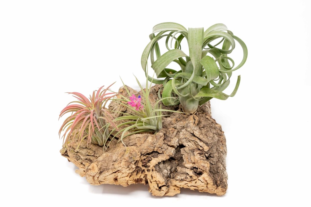air plant cork Medium Tabletop Cork Bark Display with 3 Tillandsia Air Plants