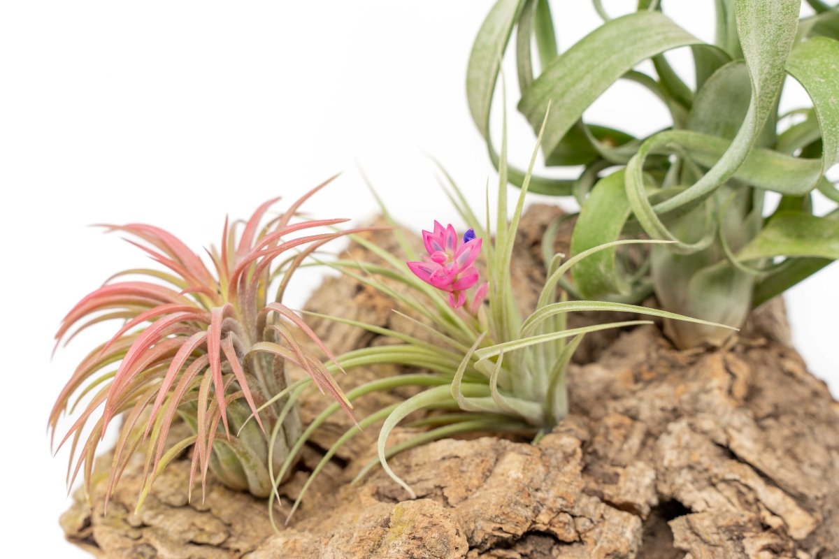 air plant supply Medium Tabletop Cork Bark Display with 3 Tillandsia Air Plants