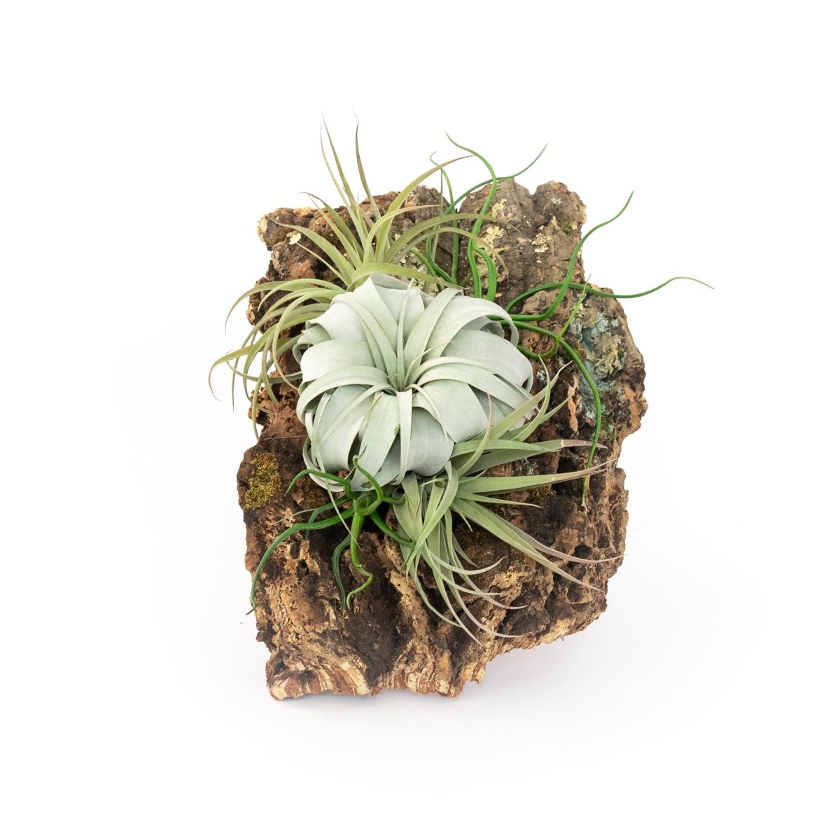 Air Plant Supply Co. Cork Bark Air Plant Wall Display with 5 Tillandsia | 10 × 16 Inches