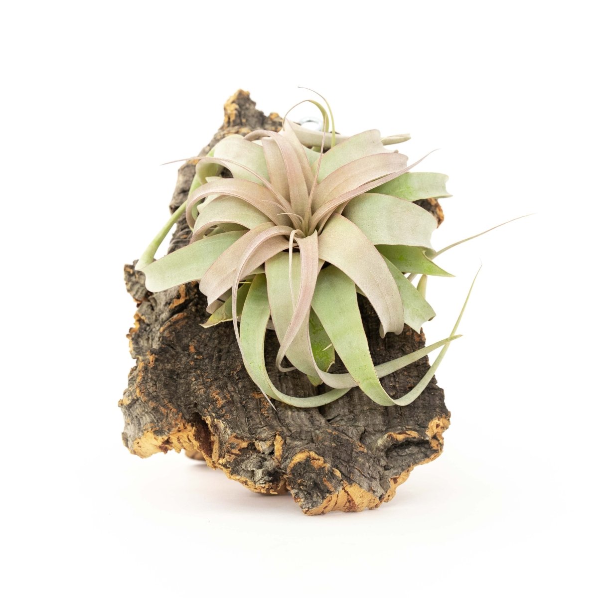 Air Plant Supply Co. Cork Bark Wall Display with Mini Xerographica Air Plant - 7x9"