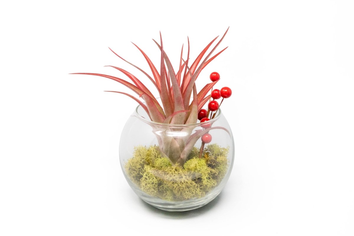 Air Plant Supply Co. Festive Glass Terrarium with Red Air Plant & Reindeer Moss - 4.5"